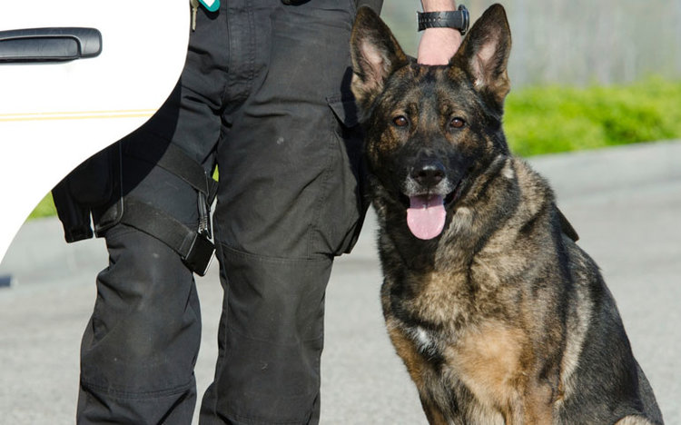 working-dog-cover.jpg